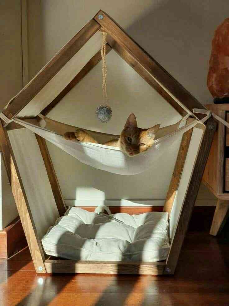 pet4.jpeg