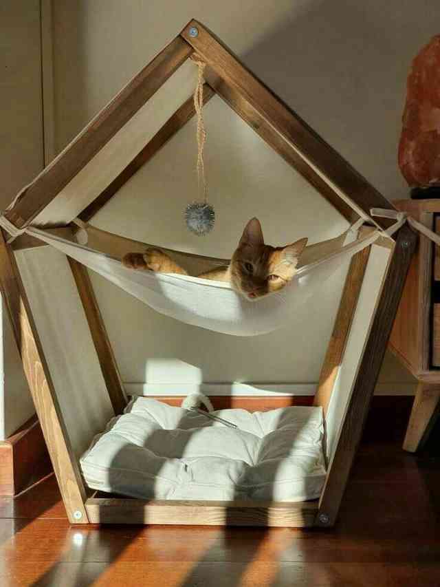 pet4.jpeg