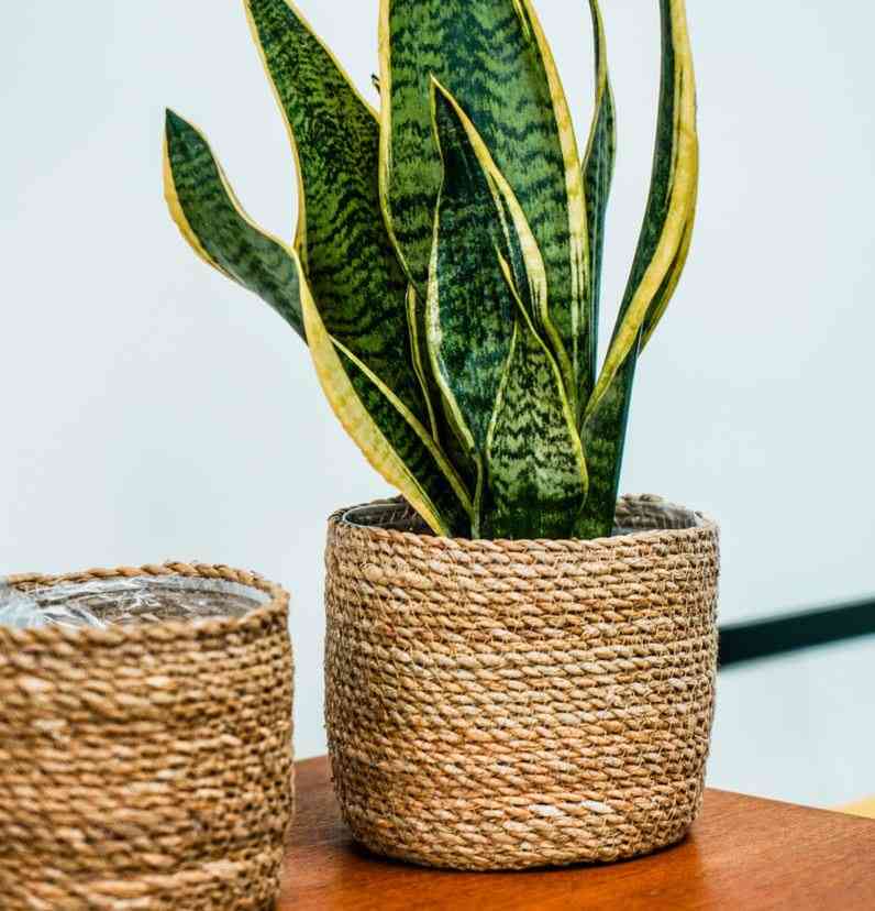 plants1.jpeg