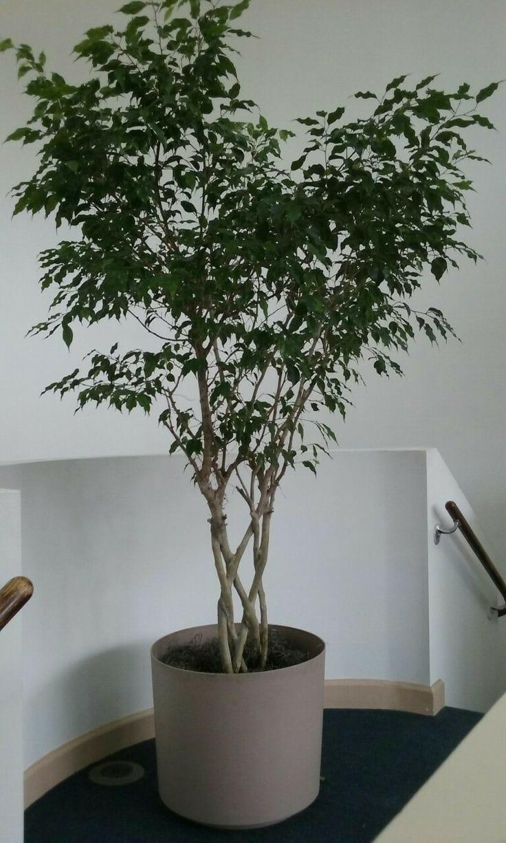 category/vase_866648.jpeg